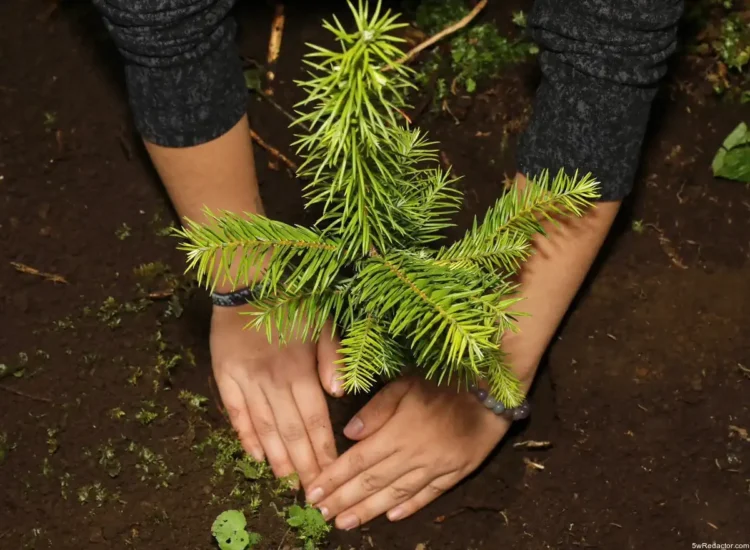 reforma constitucional ambiental Michoacán