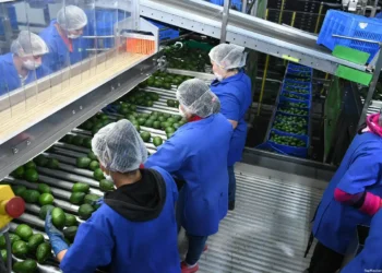 Certificado Laboral Agroexportación Michoacán