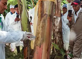 Analista de plagas en cultivos de plátano durante monitoreo en campo.