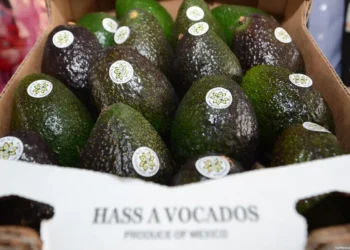 Certificado Laboral Agrícola Michoacán