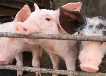 Cerdo y cerdita en un corral de granja, animales de domesticación rural en MX.