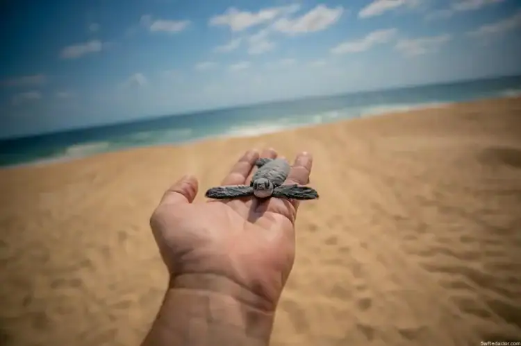 Tortuga marina en la mano en playa arenosa y oceano de fondo, conservación de especies marinas.