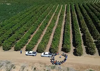 Campos agrícolas ecológicos en Brasil, con agricultores y maquinaria moderna.