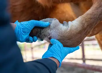 Cuidado veterinario en equinos, revisión de casco con guantes azules.