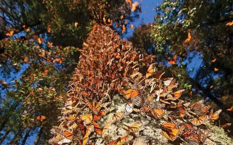 Mariposas monarca en árbol durante migración, naturaleza, bosques, belleza natural, verano, otoño.